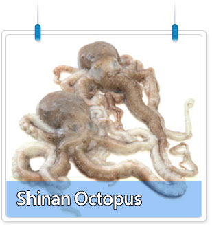 Octopus 