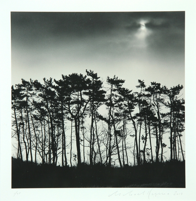 Moon Mountain Trees 신안군 장산도