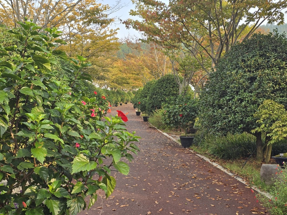 은목서 향이 분재정원 가득 풍깁니다. 2