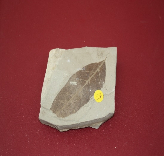 798-800. 식물화석 (대표사진) 1