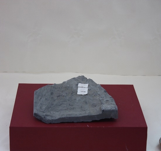 850-856. 식물화석 (대표사진) 1