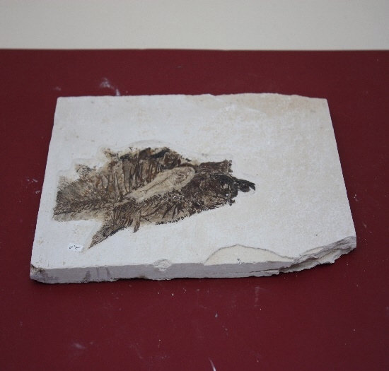 857-860. 어류화석 (대표사진) 1