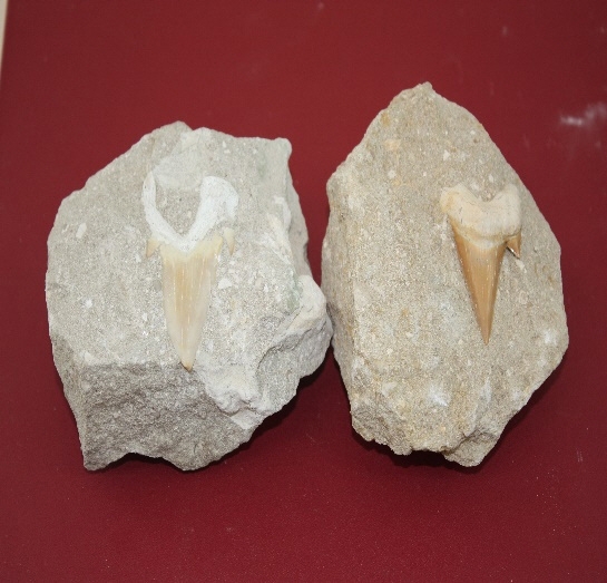 1071-1080 상어이빨화석 (대표사진) 1