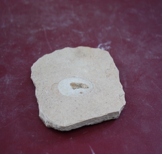1287-1289. 어류화석 (대표사진) 1