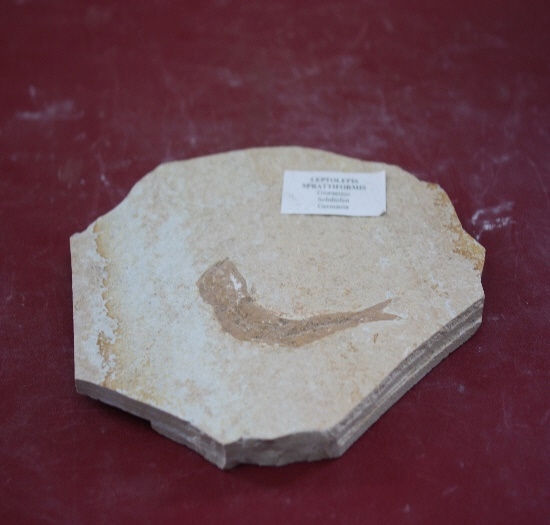 1311-1315. 어류화석 (대표사진) 1