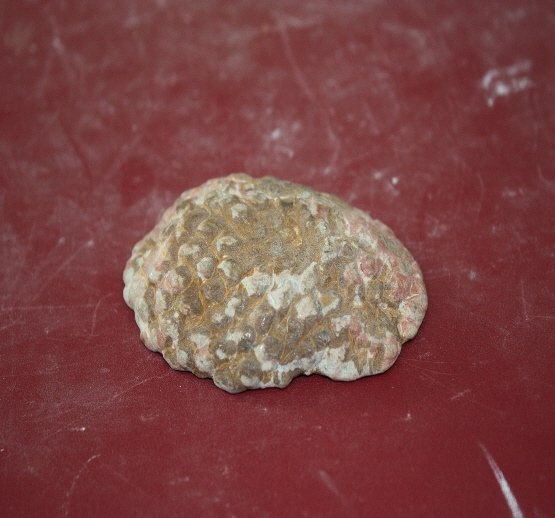 1346-1350. 솔방울화석 (대표사진) 1