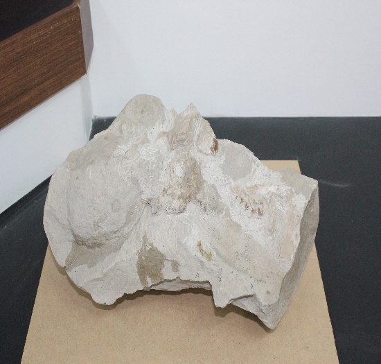 1487-1581. 낙타이빨화석 (대표사진) 1