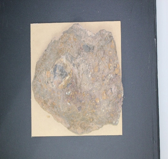 1582-1585. 복족류화석 (대표사진) 1