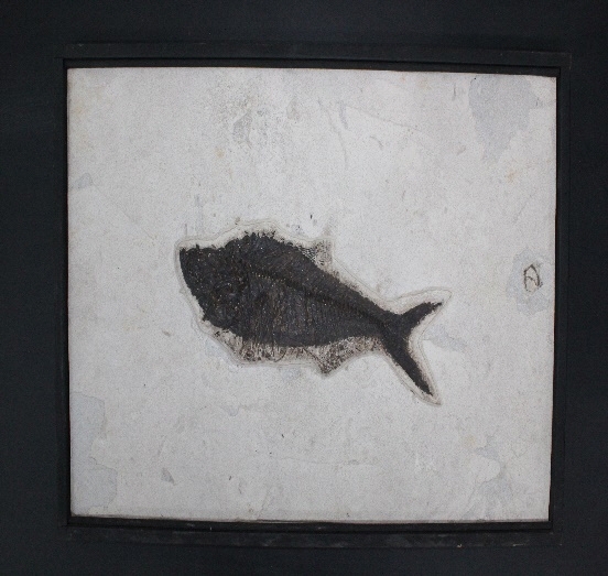 1586-1590. 어류화석 (대표사진) 1