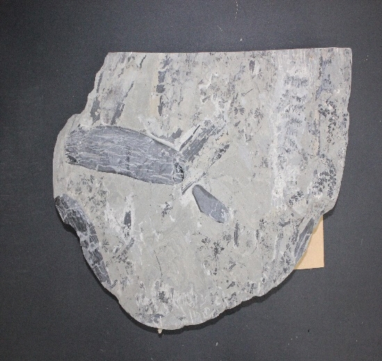 1591-1595.식물화석 (대표사진) 1