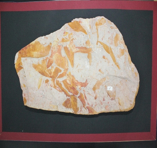1601-1605. 식물화석 (대표사진) 1