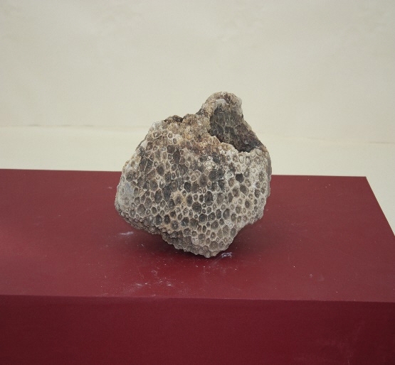 1611-1615. 산호화석 (대표사진) 1