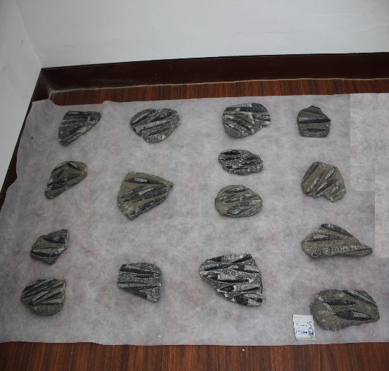 1616-1620. 직선오징어 화석 (대표사진) 2