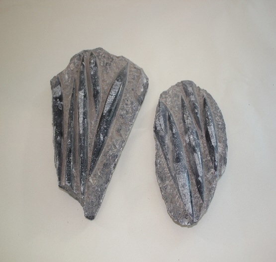 1616-1620. 직선오징어 화석 (대표사진) 1