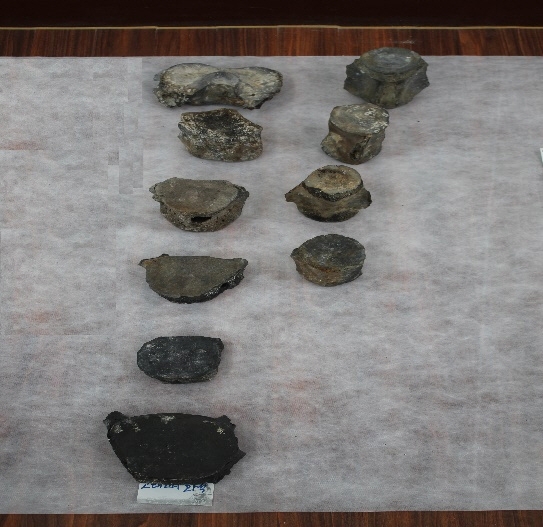 1632-1643. 고래뼈화석 2