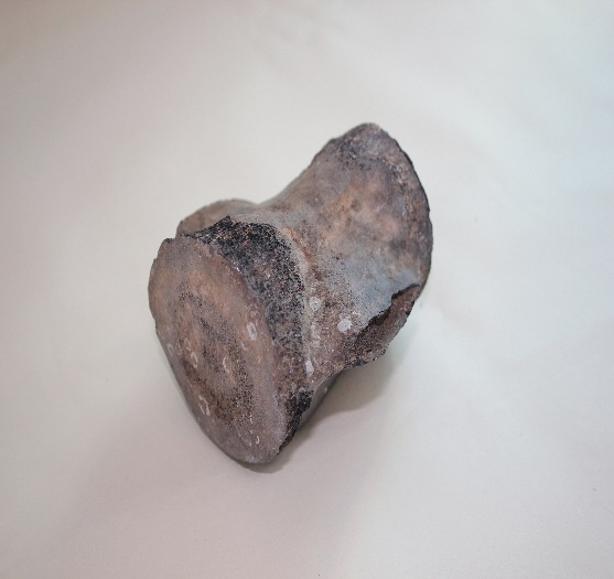 1632-1643. 고래뼈화석 1