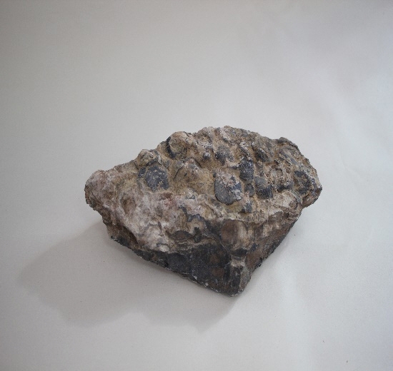 1662-1670. 바지락화석 (대표사진) 1