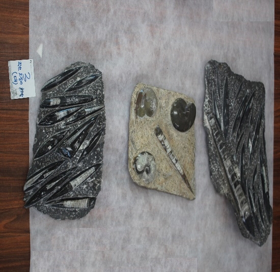 1671-1677. 직선오징어화석 (대표사진) 2