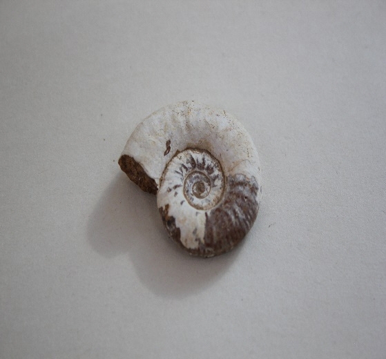 1691-1700. 조개화석 (대표사진) 1