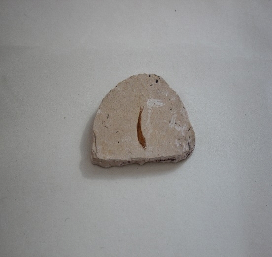 1711-1716. 멸치화석 (대표사진) 1