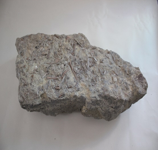 1721-1728.새뼈화석 (대표사진) 1