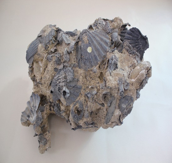 1729-1740. 가리비화석 (대표사진) 1