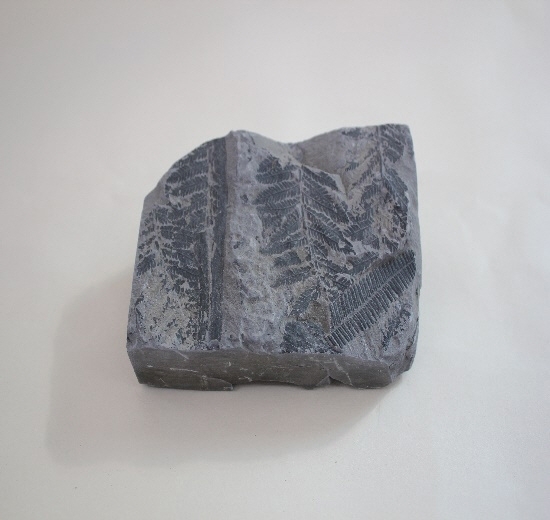 1741-1750. 고사리화석 (대표사진) 1
