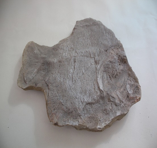 1751-1758. 덕자화석 (대표사진) 1