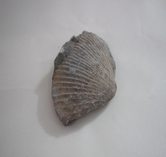 1801-1805. 조개화석 (대표사진) 1