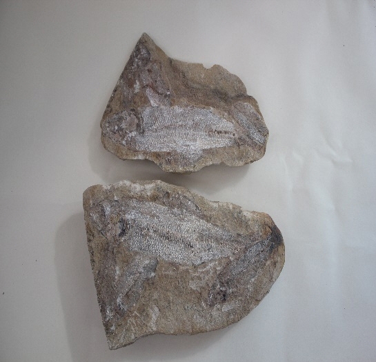 1815-1817. 전어화석 (대표사진) 1