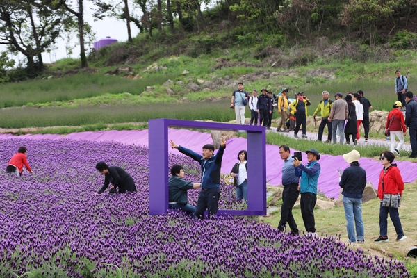 안좌면 퍼플섬 라벤더 003 2