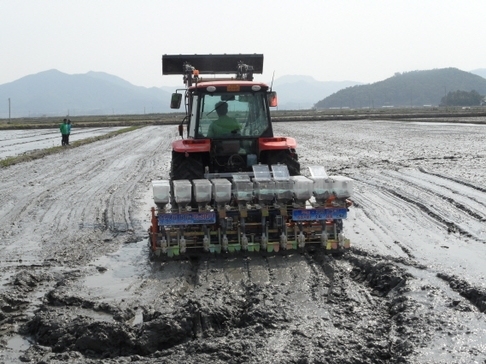 신안군 벼 무논점파 직파재배 확대 추진 1