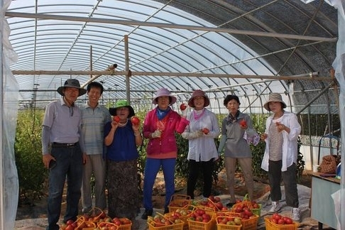 신안군, 고당도 토마토 재배 성공..