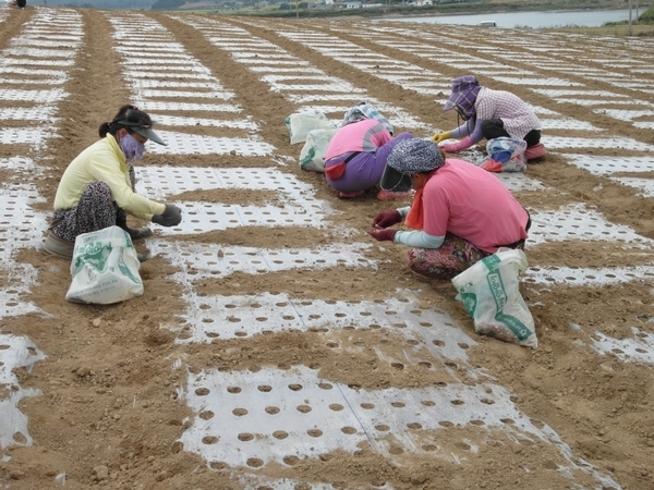 신안군, 고품질 주아마늘 생산기술 교육 - 적기파종 생산성 향상, 주아를 이용한 마늘 생산 적극 권장 2