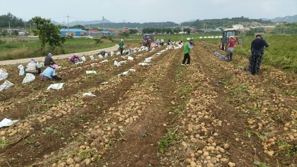 신안, 감자 기계화재배로 노동력 대폭 절감..