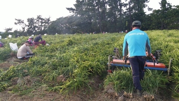 제철맞은 햇 생강 수확 한창!....바닷바람 맞은 햇생강 수확에 농가 바쁜하루 1