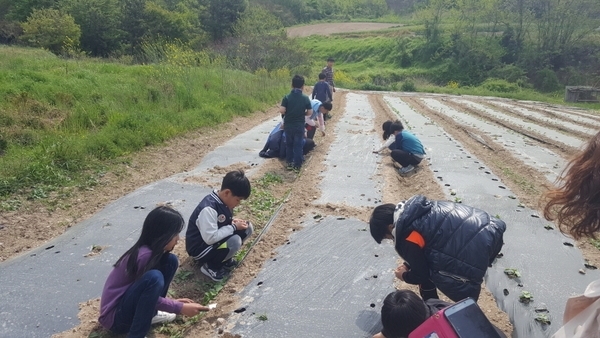 신안군, 학교4-H 활성화로 지역일꾼 양성..'미래농업의 주역들 마음에 4-H와 사랑의 씨앗 영글어' 2