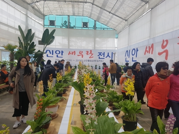 1004섬 신안에서 만나는 새우란의 향연..'4월 12일부터 14일까지 임자면 튤립축제장에서 특별전 개최' 2