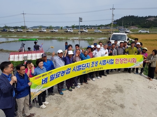 신안군, 벼 소식재배로 생산비 쏙↓, 소득 쑥↑ ..'벼 소식재배 농법 급부상!' 1