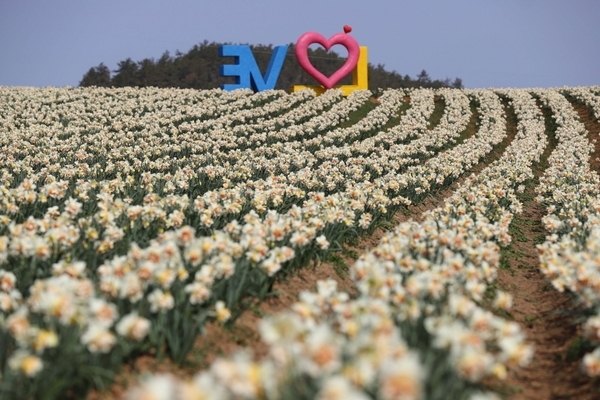 코로나 19 확산 방지, 신안 대표 봄꽃 축제 전면 취소 1