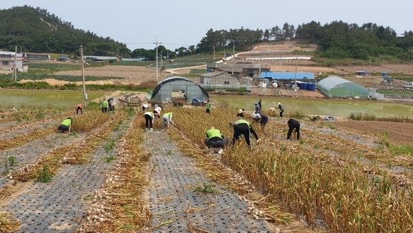 신안군, 코로나19로 어려운 농촌 일손지원 나서 1