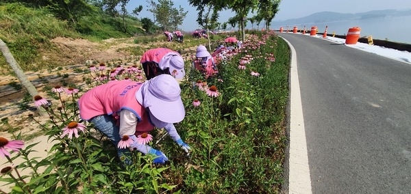 신안군생활개선회, 퍼플섬 보라꽃 심기 봉사활동 추진..