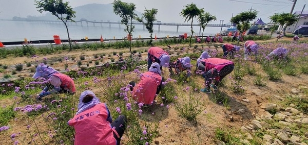 신안군생활개선회, 퍼플섬 보라꽃 심기 봉사활동 추진..