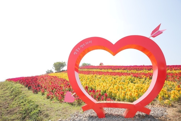 작은 섬 병풍도의 기적! “섬 맨드라미 랜선축제”성공적으로 마침!..