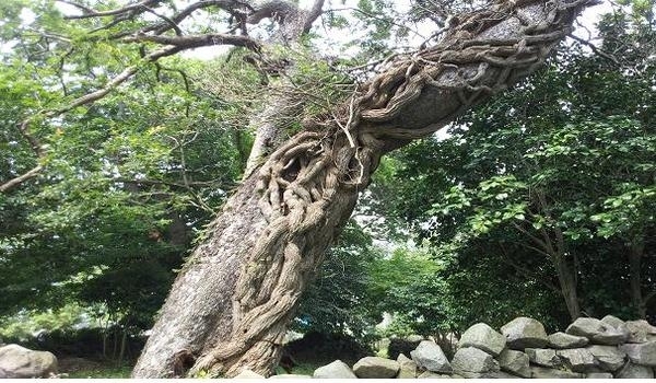 아름다운숲 전국대회 5년 연속 수상..