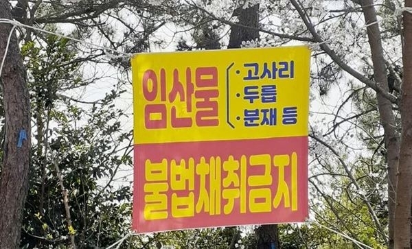 “신안군” 봄철 임산물 불법채취 및 불법 산림훼손 집중단속1