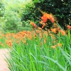 신안군‘섬 크로코스미아 꽃축제’성료