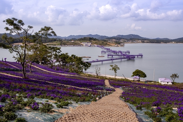 신안군 퍼플섬, 한국관광공사 11월 가볼 만한 곳 선정1