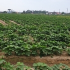 신안군 콩 계약재배로 농가 소득 증대 기여..'신안산 콩 계약재배 면적 3배 늘어...