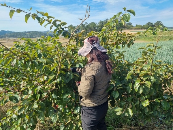 “멀베리(Mulberry)의 섬 팔금”, 마음대로 따가세요...가로수 200여 주에 꾸지뽕 익어가... 2